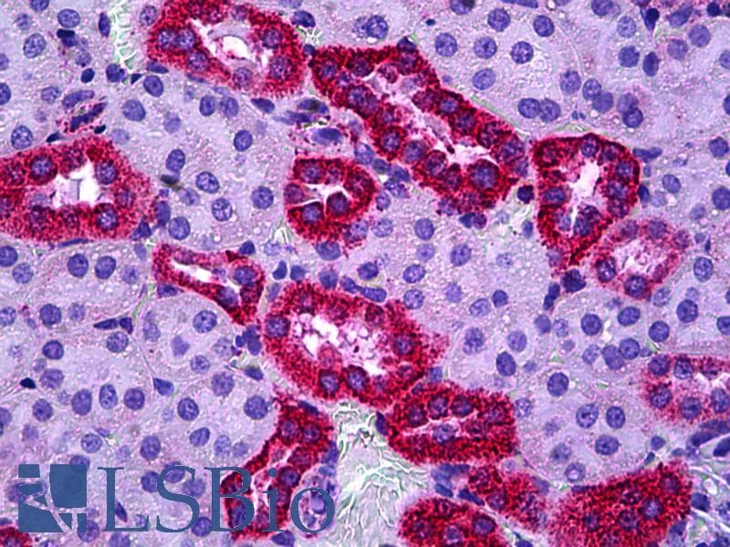 IHC-plus™ Polyclonal Goat anti-Mouse TSPO / PBR Antibody (aa156-169, IHC, IF, WB)