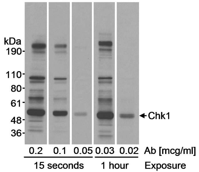 CHEK1 / CHK1 Antibody (aa250-300)