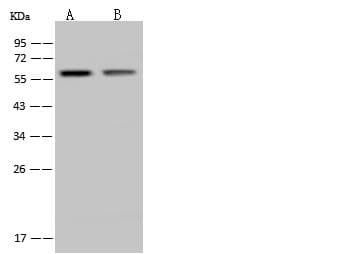 HTR2C / 5-HT2C Receptor Antibody