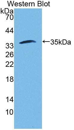 FSTL1 Antibody (aa21-308, Biotin)