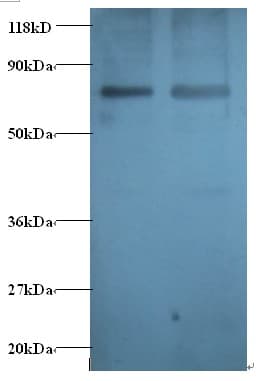 GABARAP Antibody (FITC)