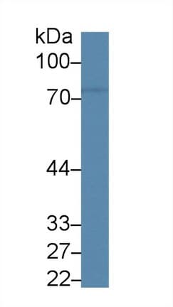 CD6 Antibody (aa477-644)