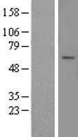 ABCD4 Protein (Over-Expression Lysate Myc-DDK (Flag))