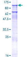 Human GTF3C3 Protein (Recombinant GST)