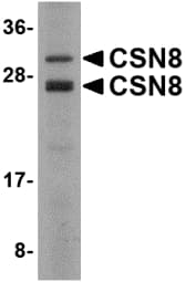 IHC-plus™ COPS8 / COP9 Antibody