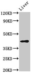 Polyclonal Rabbit anti-Human SMS2 / SGMS2 Antibody