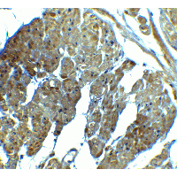 Polyclonal Rabbit anti-Human SPIB Antibody (IHC, IF, WB)