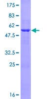 Human LIN7A Protein (Recombinant GST)