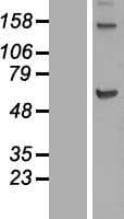 KIF12 Protein (Over-Expression Lysate Myc-DDK (Flag))