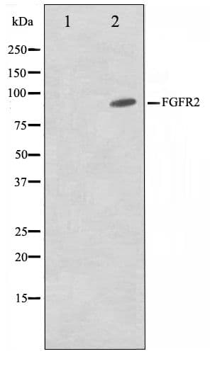 FGFR2 / FGF Receptor 2 Antibody