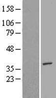 AIMP2 Protein (Over-Expression Lysate Myc-DDK (Flag))