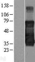 TMEM139 Protein (Over-Expression Lysate Myc-DDK (Flag))