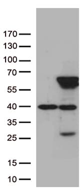 Monoclonal Mouse anti-Human ZNF480 Antibody (clone OTI2G2, Carrier-free, WB)
