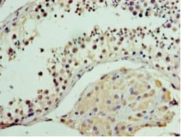 MON1A / SAND1 Antibody (aa205-555, Biotin)