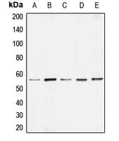 BMP7 Antibody (Internal)