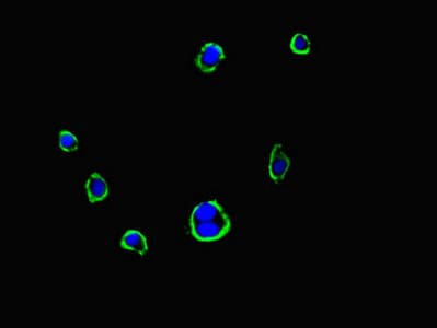Polyclonal Rabbit anti-Human FMNL3 Antibody (IHC, IF)