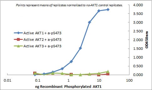 Monoclonal Mouse anti-Human AKT1 Antibody (clone 5E5.F5.D7, Internal, IHC, WB)