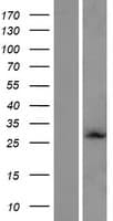 WTH3DI Protein (Over-Expression Lysate Myc-DDK (Flag))