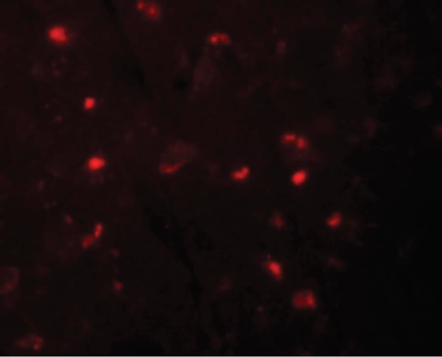 NALP6 / NLRP6 Antibody