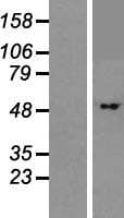 BTBD1 Protein (Over-Expression Lysate Myc-DDK (Flag))