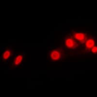 Histone H1 Antibody (N-Terminus)