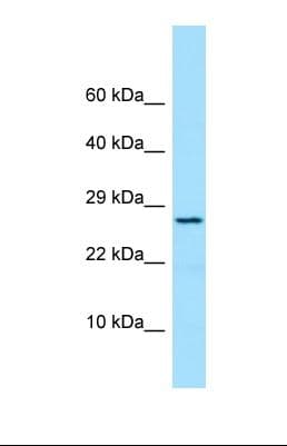 PRDX4 / Peroxiredoxin 4 Antibody (aa25-74)