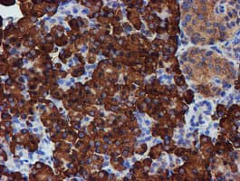 PDIA4 / ERP72 Antibody (clone OTI2C11)