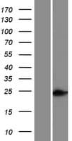 HOXC5 Protein (Over-Expression Lysate Myc-DDK (Flag))