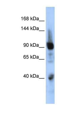 Polyclonal Rabbit anti-Human ZNF507 Antibody (aa575-624, WB)