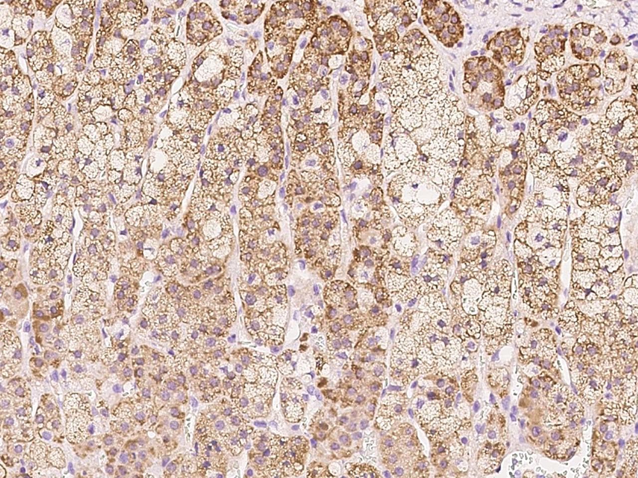 COA5 / C2orf64 Antibody