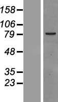 RAF1 / RAF Protein (Over-Expression Lysate Myc-DDK (Flag))