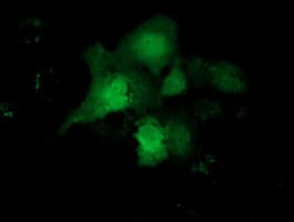 Monoclonal Mouse anti-Human CBWD1 Antibody (clone OTI2D2, IF, WB)
