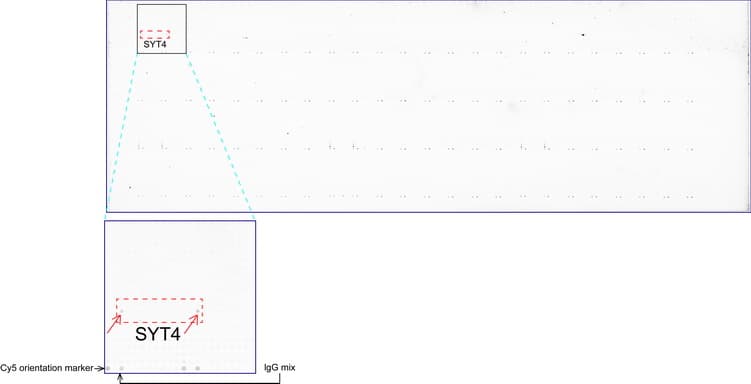 SYT4 Antibody (clone UMAB141, Carrier-free)