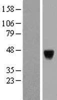 Human PAK1IP1 / HPIP1 Protein (Over-Expression Lysate Myc-DDK (Flag))