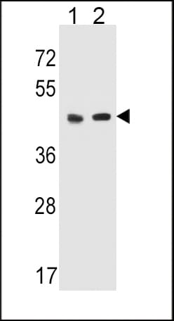 HTR4 / 5-HT4 Receptor Antibody (aa1-30)