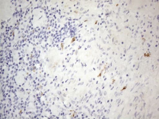 Monoclonal Mouse anti-Human APOBR / APOB48R Antibody (clone OTI6D3, aa780-1088, IHC)
