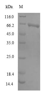 Human MIER2 Protein (Recombinant 6His, N-terminus + Myc, C-terminus)