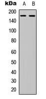 COL4A6 / Collagen IV Antibody (C-Terminus)