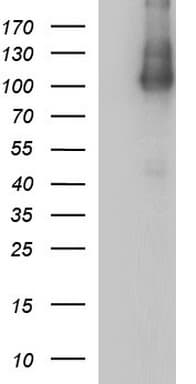 ICAM3 / CD50 Antibody (clone OTI5D6)
