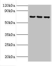 ABCF2 Antibody (aa1-250)