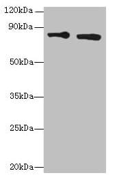 XRCC5 / Ku80 Antibody
