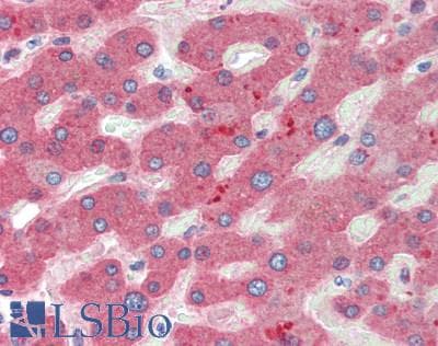 IHC-plus™ CFH / Complement Factor H Antibody