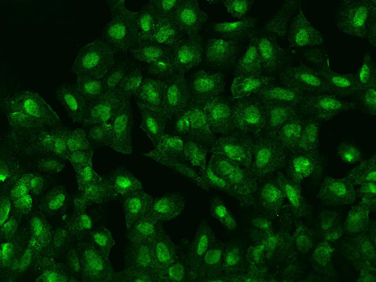 ZFP64 Antibody