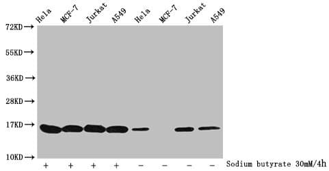HIST1H3A Antibody