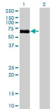 ALK3 / BMPR1A Antibody (clone 4C4)