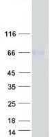 Human PLD3 / Phospholipase D3 Protein (Recombinant Myc-DDK (Flag))