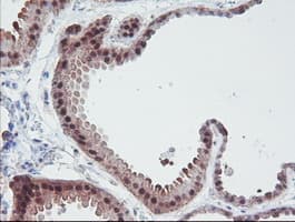 IRF6 Antibody (clone OTI2C10, Carrier-free)