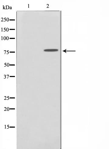 Polyclonal Rabbit anti-Human TBX3 Antibody (IF, WB)