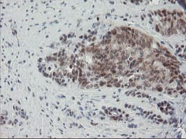 NUB1 Antibody (aa1-326, clone OTI4H2, Carrier-free)