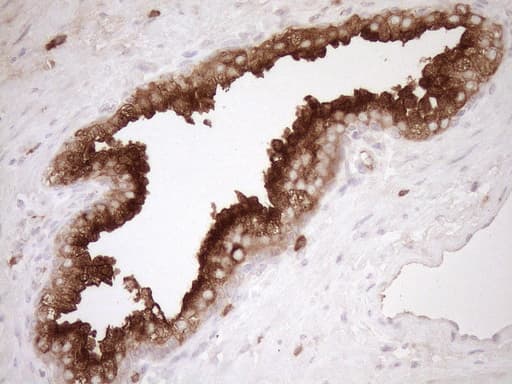 MLPH / Melanophilin Antibody (aa295-600, clone OTI6E8)